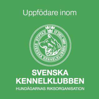 Diplom: Uppfödare ansluten till Svenska Kennelklubben (SKK)