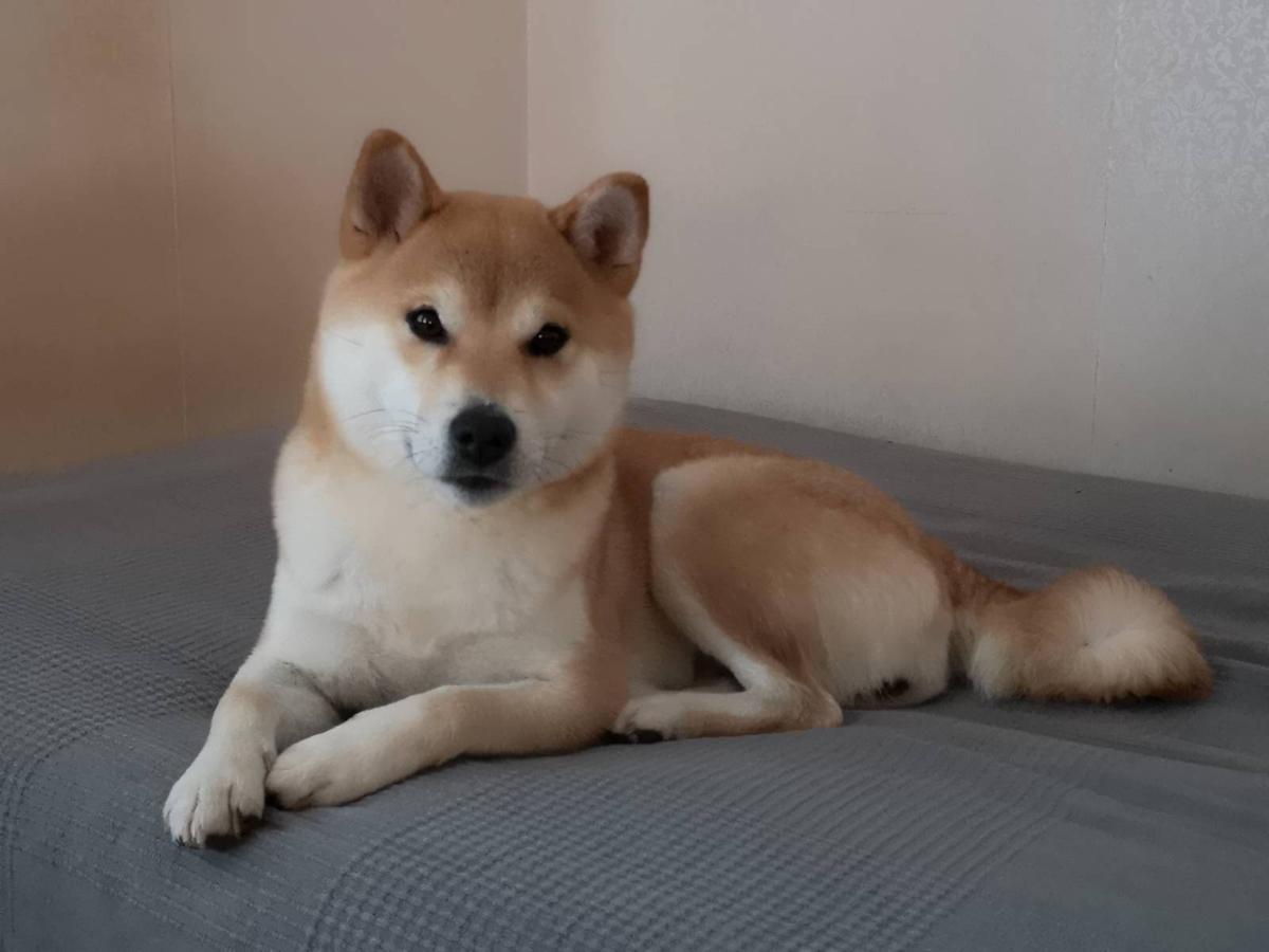 Våran röda tik Yoshika