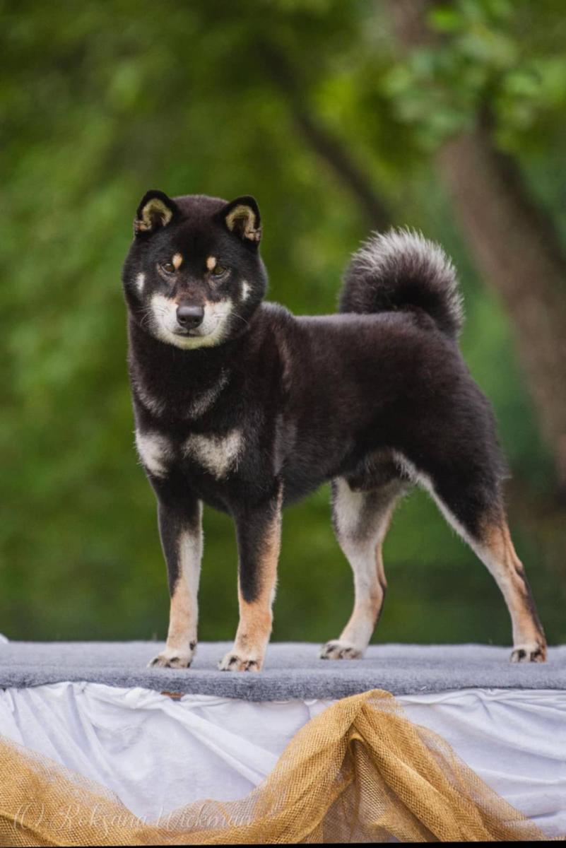 Våran svarta hane Kuro